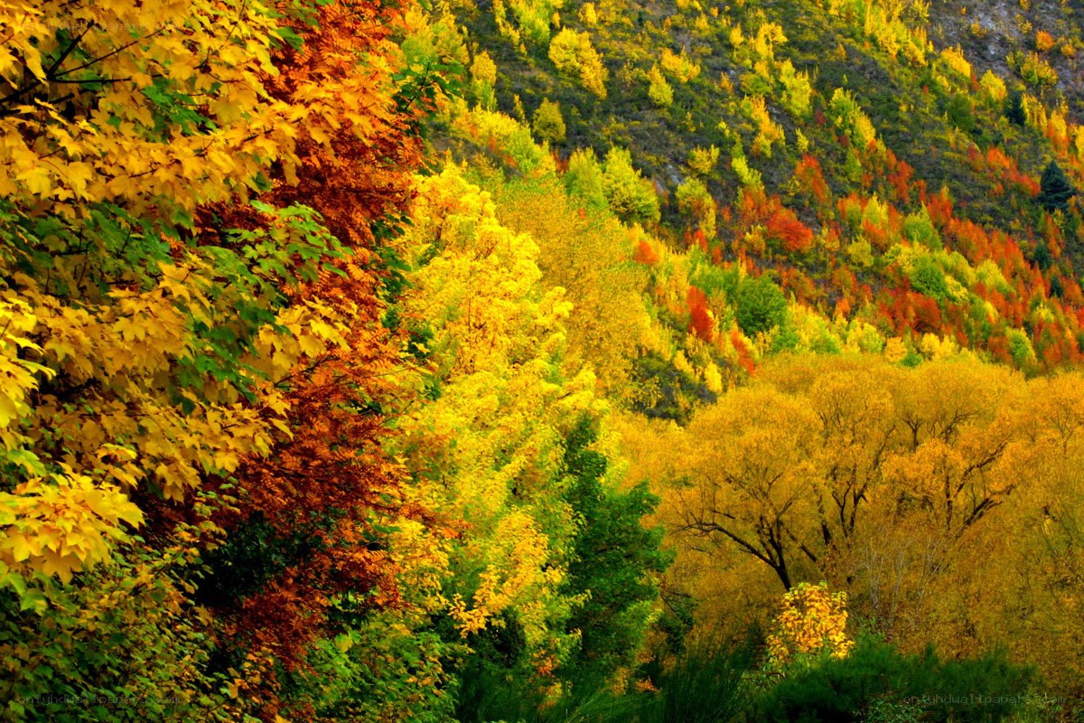 Autumn forest on a hillside