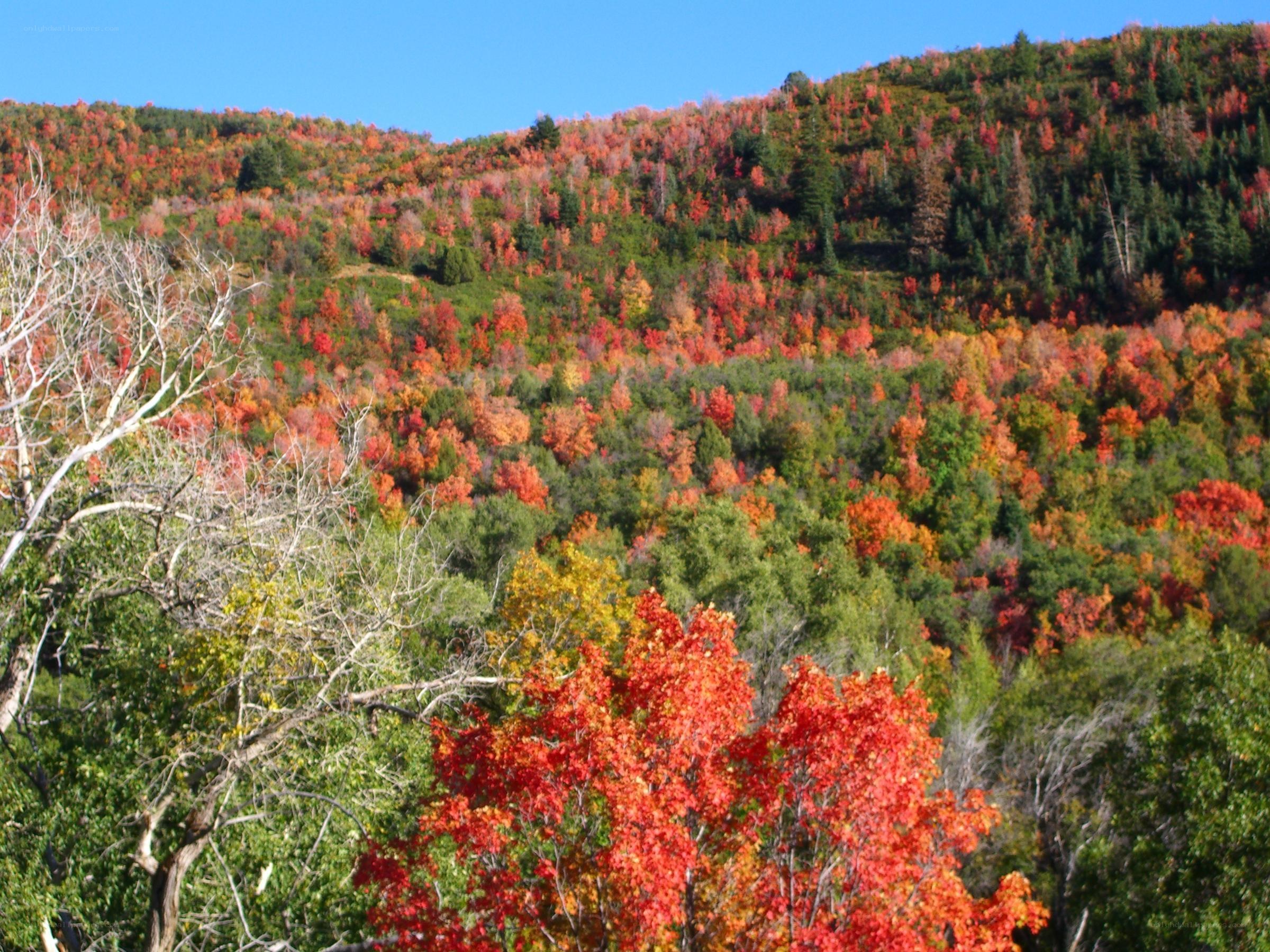 Autumn forest on a hillside