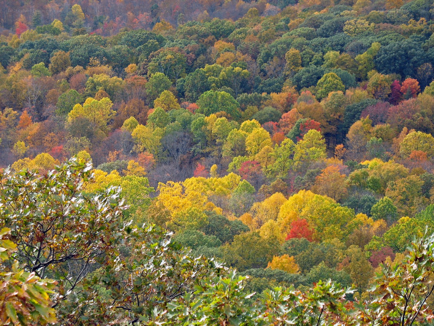 Autumn forest on a hillside