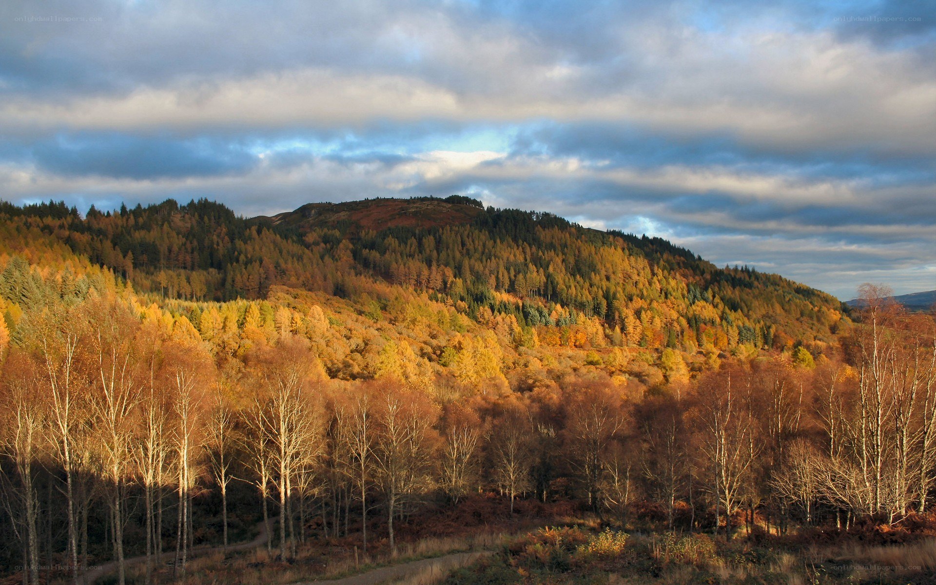 Autumn forest on a hillside