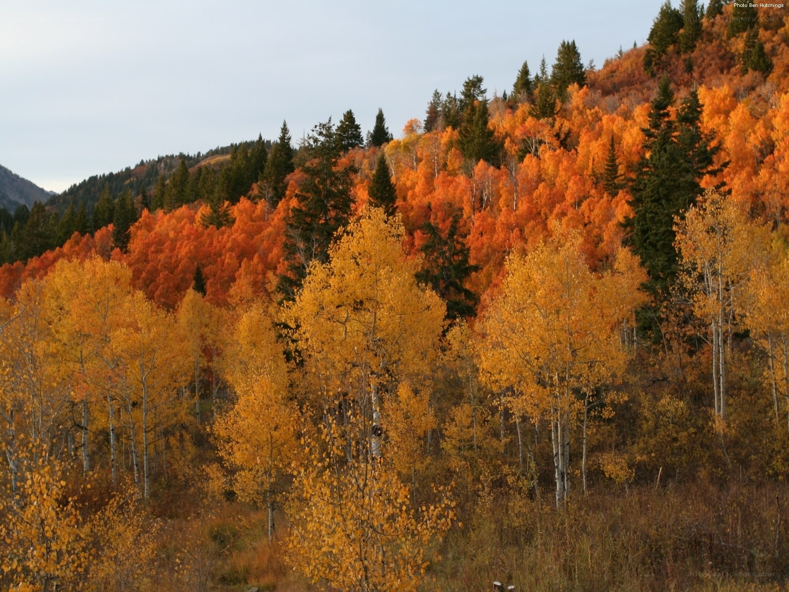 Autumn forest on a hillside