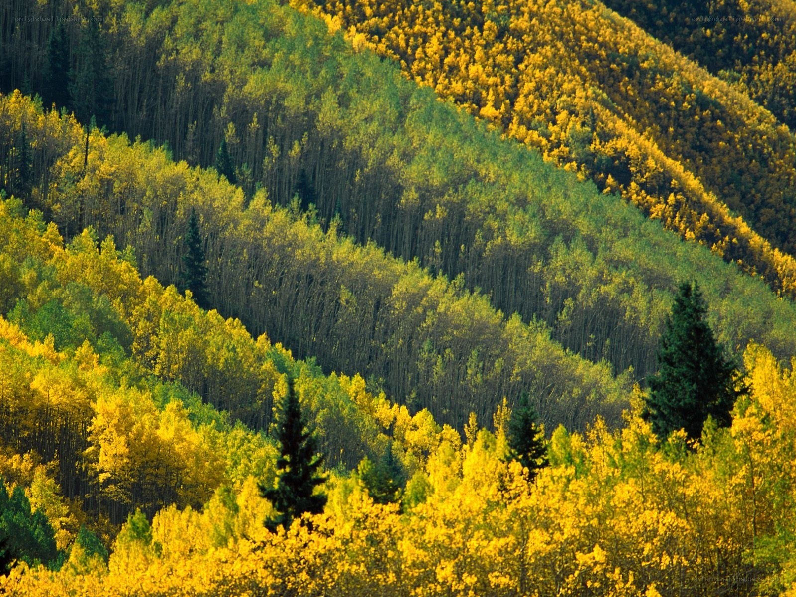 Autumn forest on a hillside
