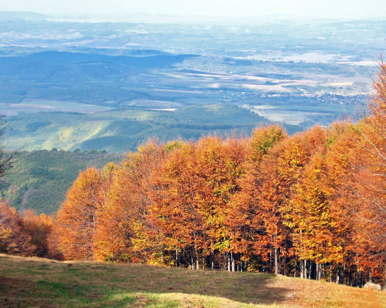 Autumn forest on a hillside