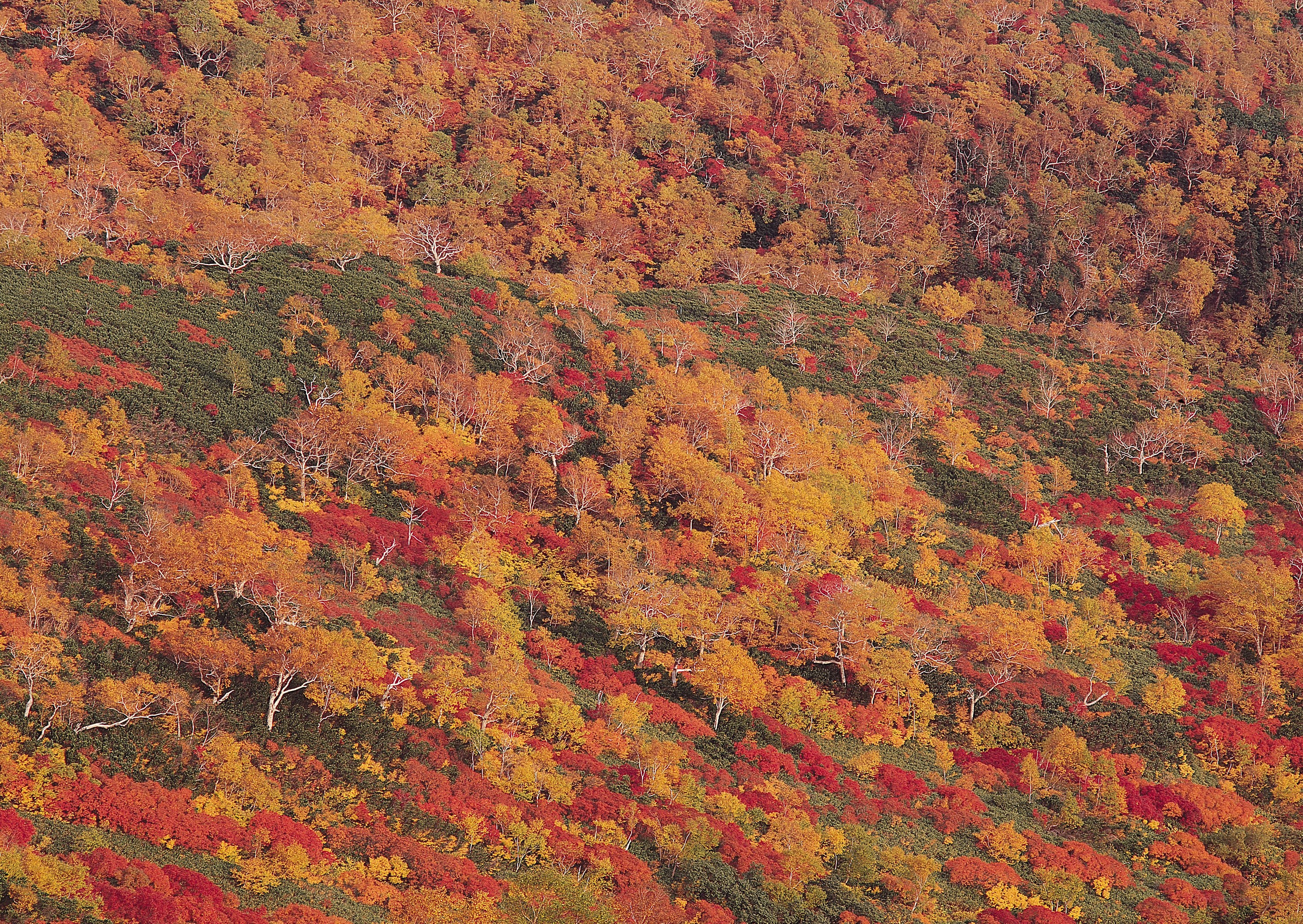 Autumn forest on a hillside