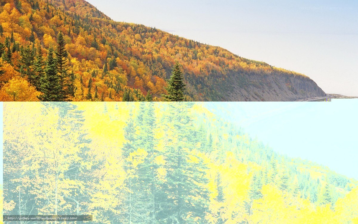 Autumn forest on a hillside