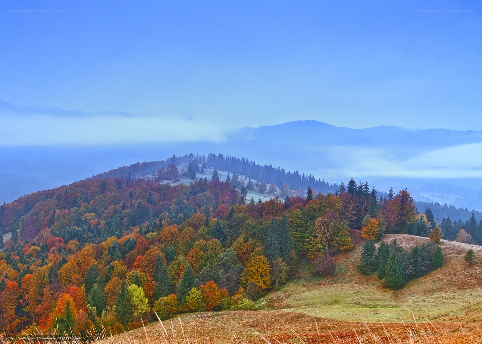 Autumn forest on a misty hill
