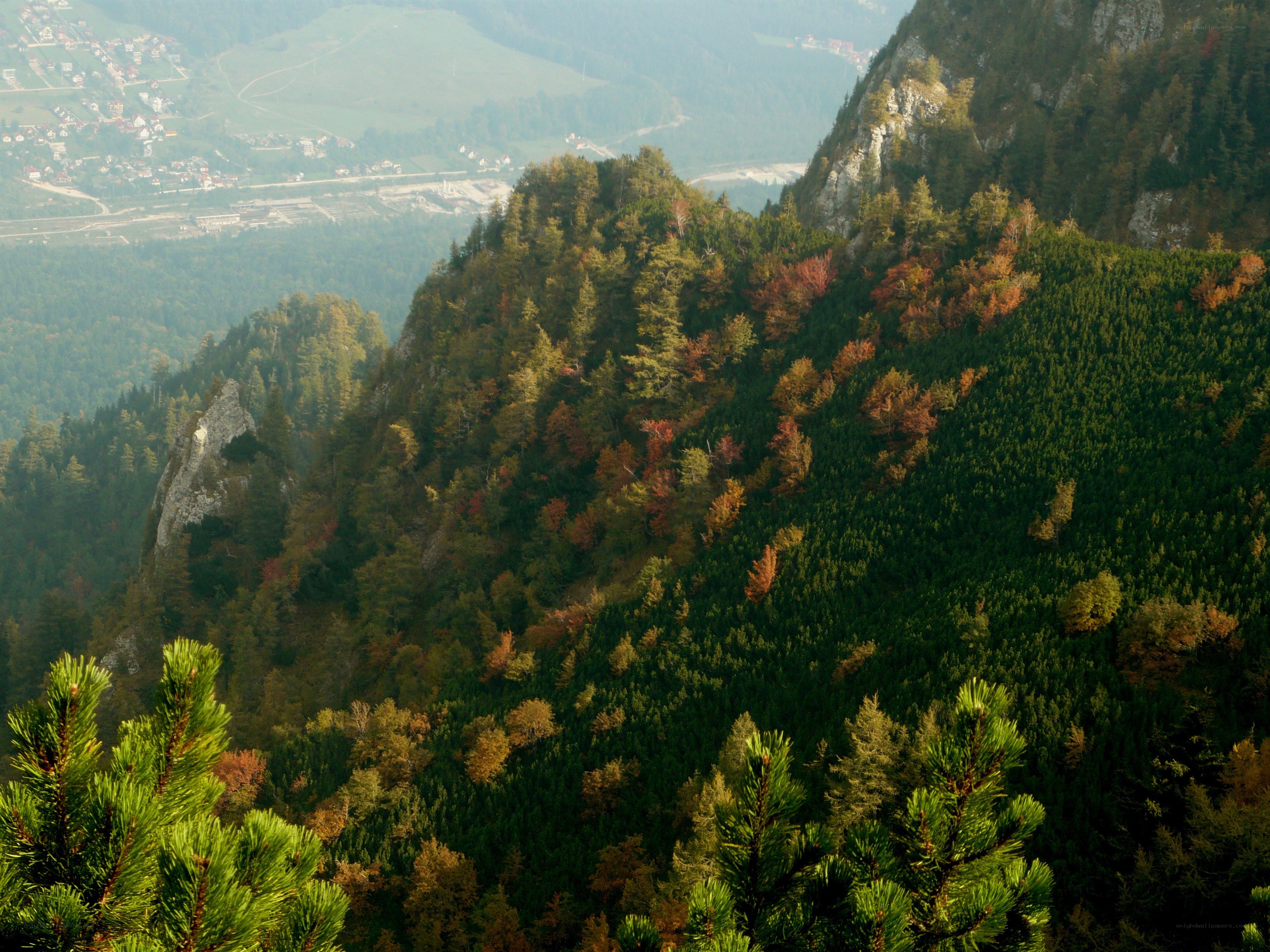 Autumn forest on a mountain slope