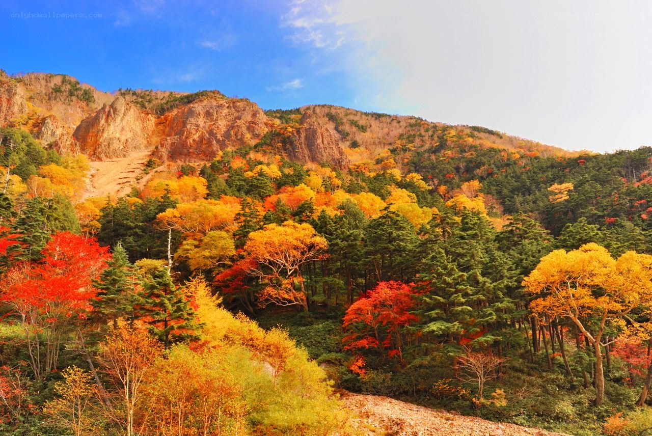 Autumn forest on a mountain slope