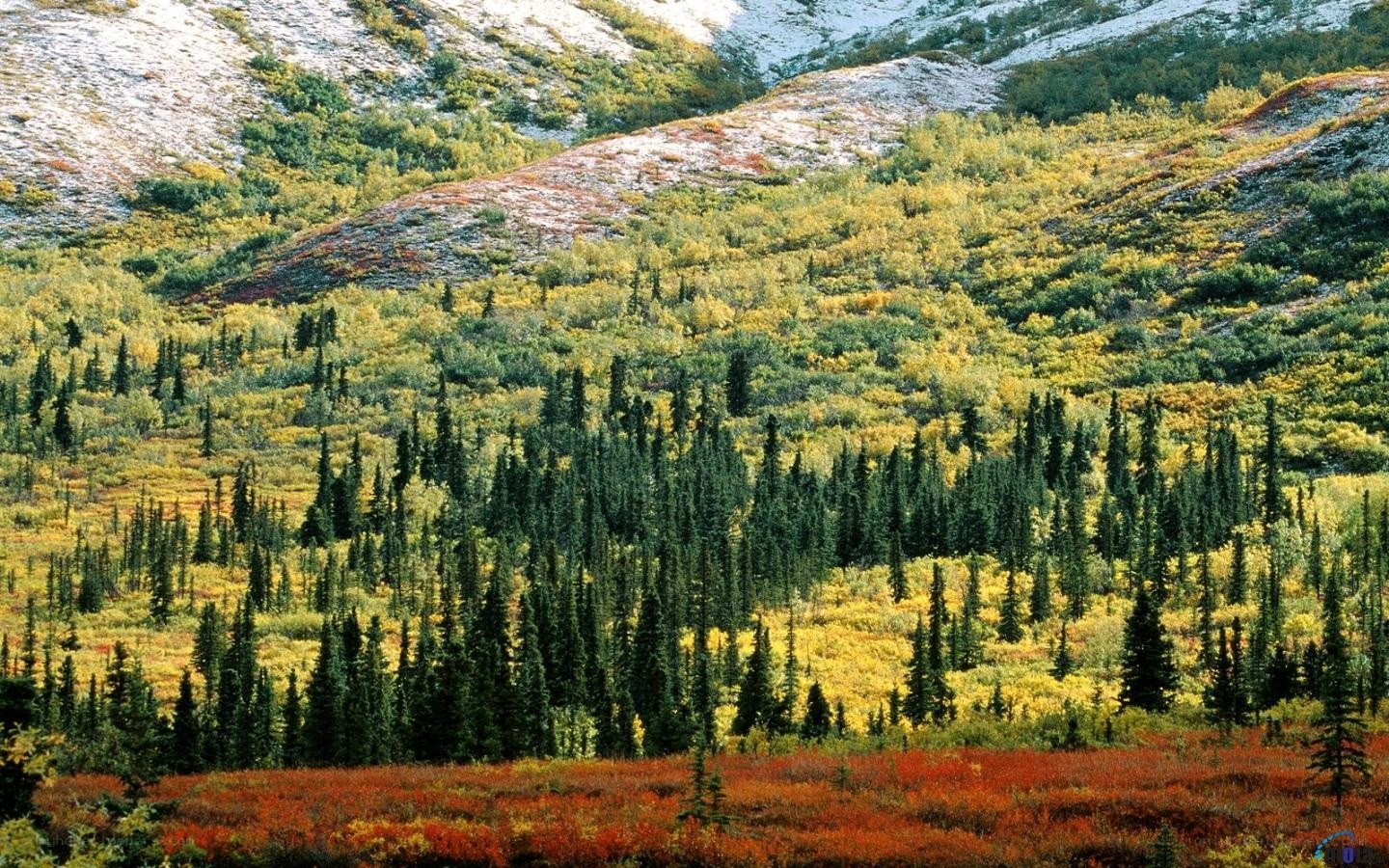 Autumn forest on a mountain slope