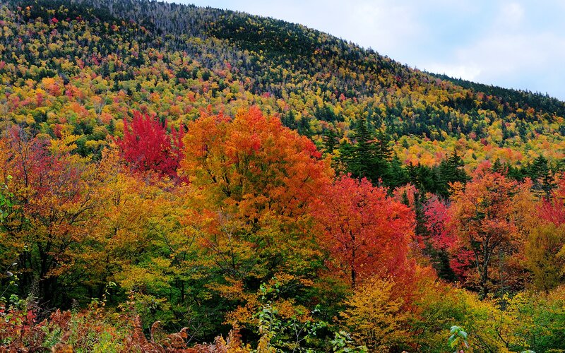 Autumn forest on a mountain slope