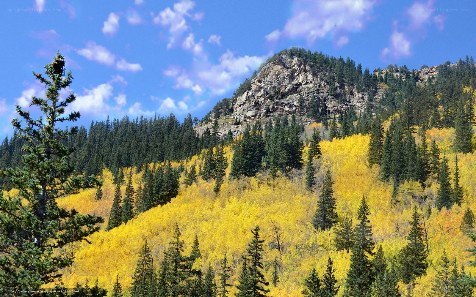 Autumn forest on a mountain slope