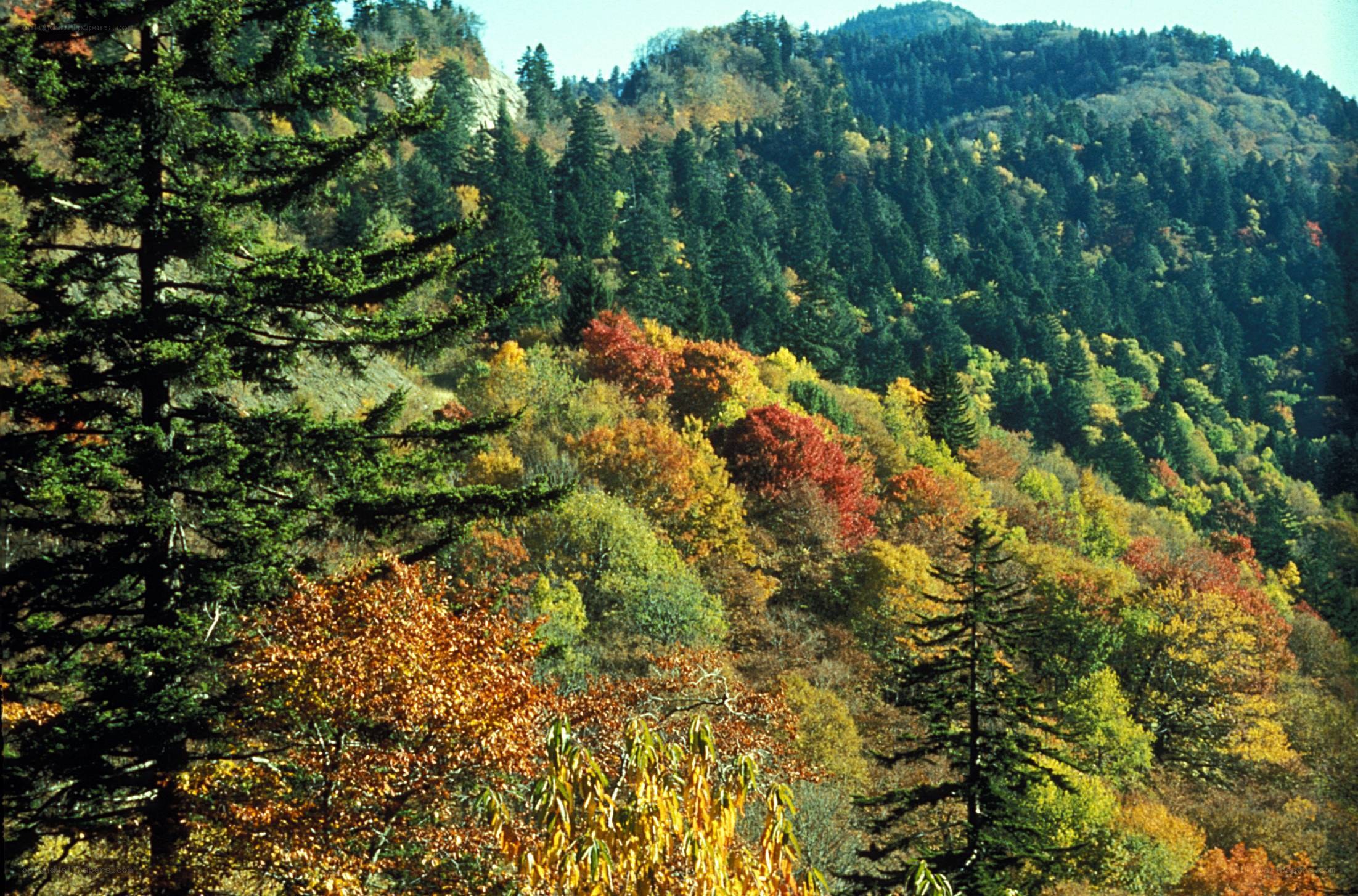 Autumn forest on a mountainside