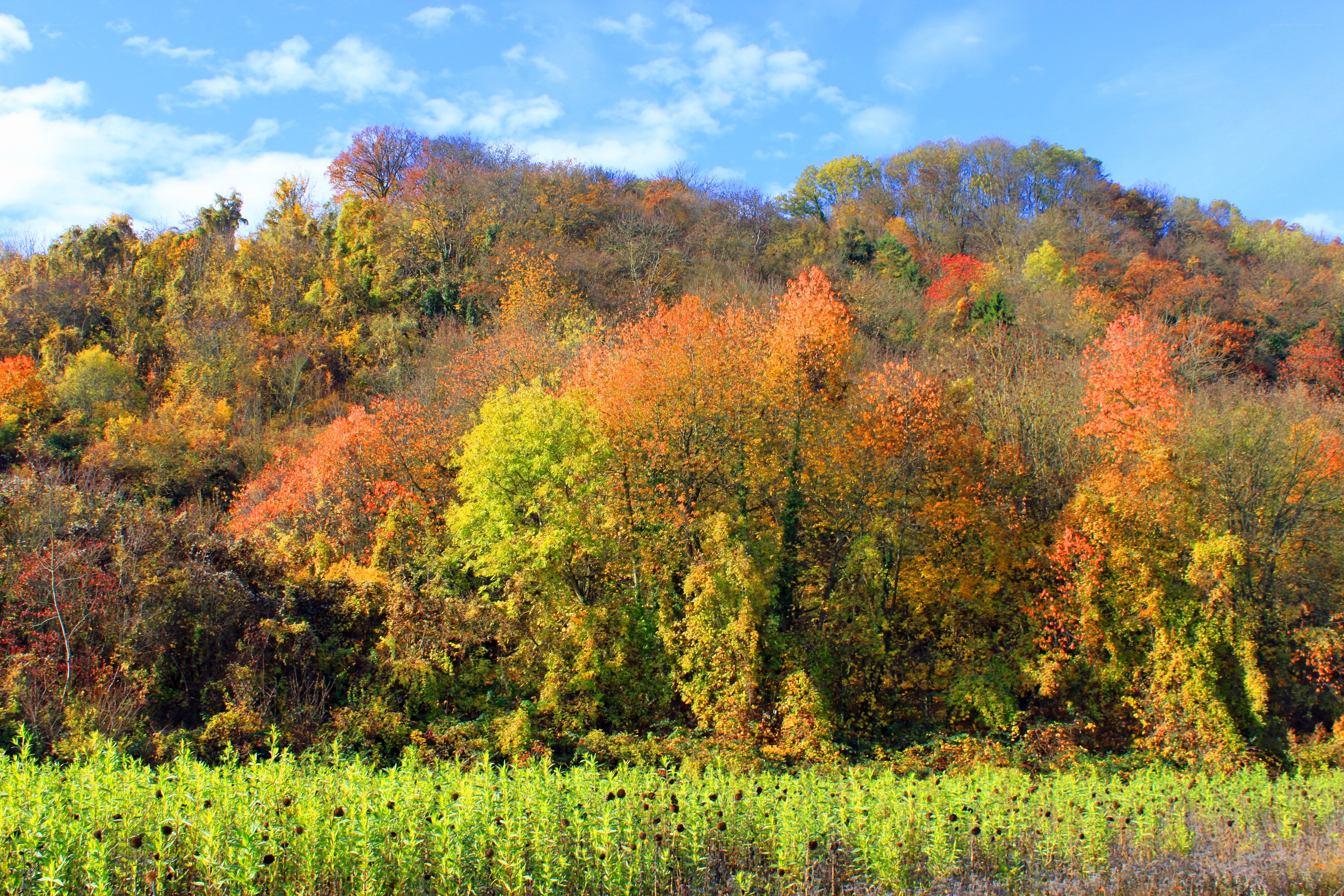 Autumn forest on a sunny day