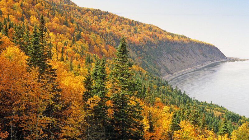 Autumn Forest on Cliff