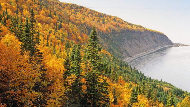 Autumn Forest on Cliff — Yellow, Serene