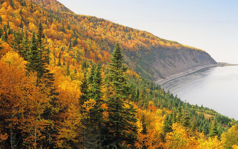 Autumn Forest on Cliff — Yellow