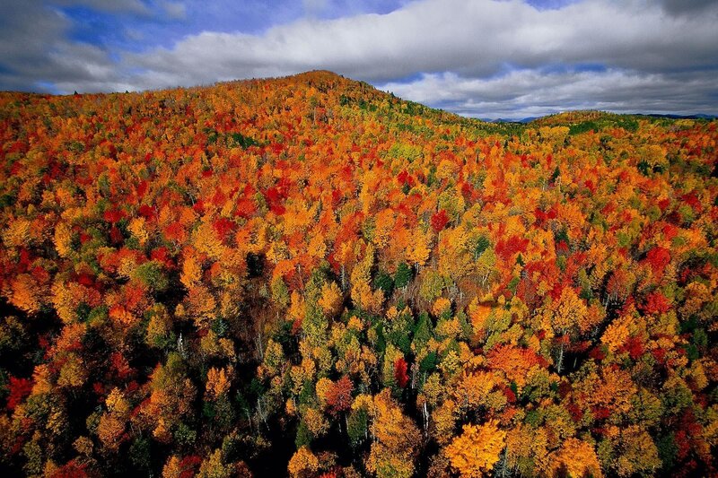 Autumn Forest on Hill — Orange, Dramatic