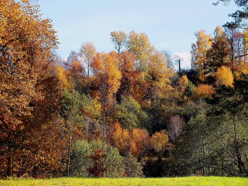 Autumn Forest on Hill — Orange