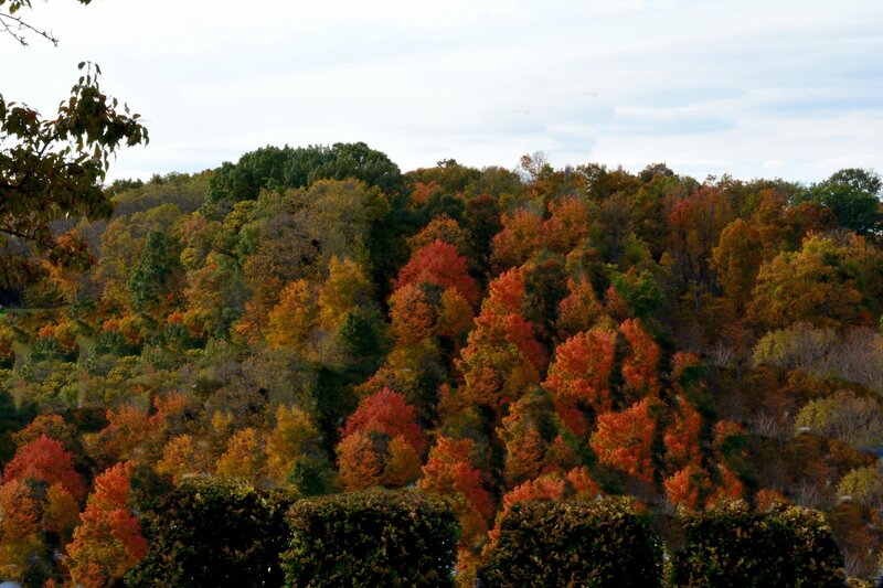 Autumn Forest on Hill — Red