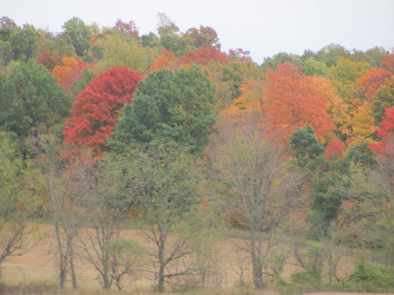 Autumn Forest on Hill