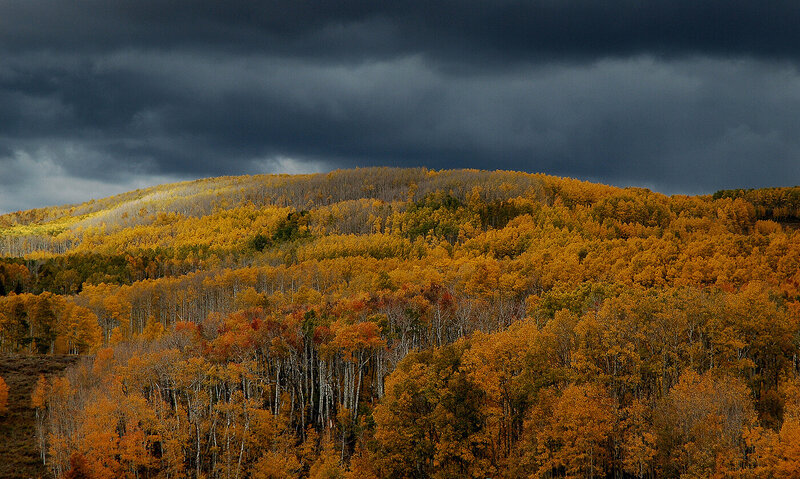 Autumn Forest on Hill — Yellow