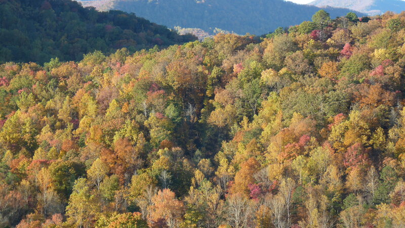 Autumn Forest on Hills — Green