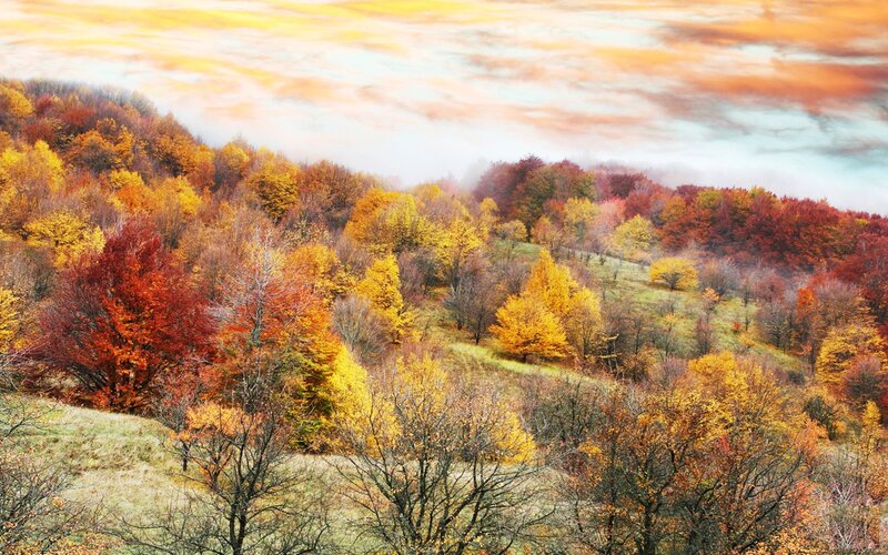 Autumn Forest on Hills — Orange
