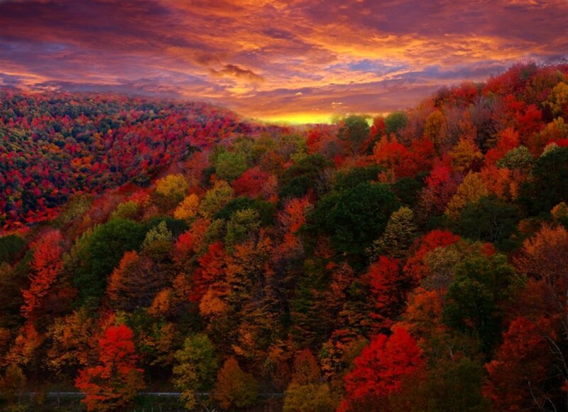 Autumn Forest on Hills — Red