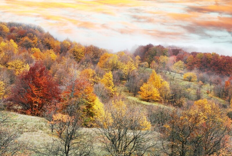 Autumn Forest on Hills