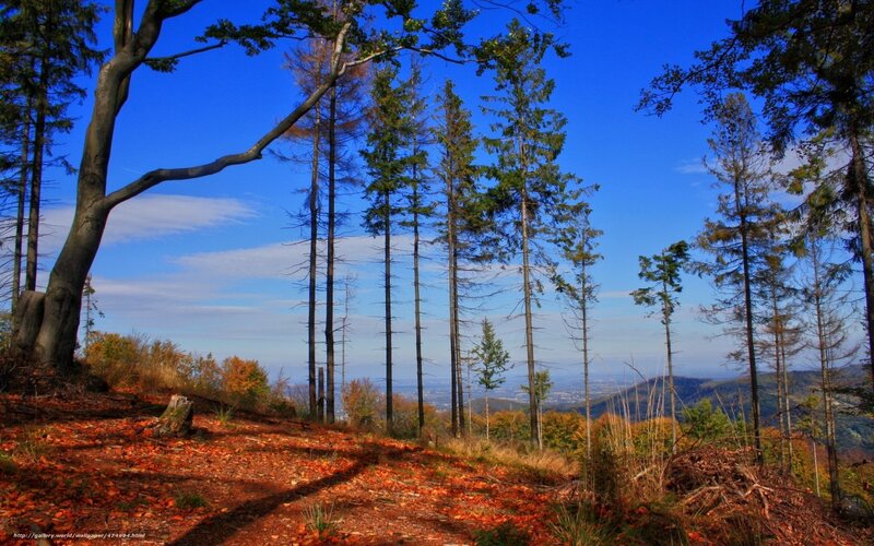 Autumn Forest on Hillside — Blue, Serene