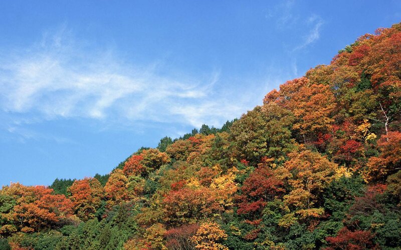 Autumn Forest on Hillside — Blue
