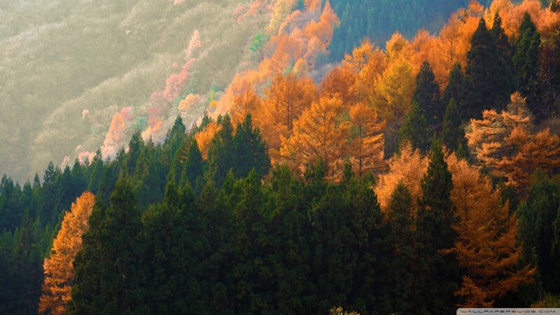 Autumn Forest on Hillside — Green, Serene, Photograph
