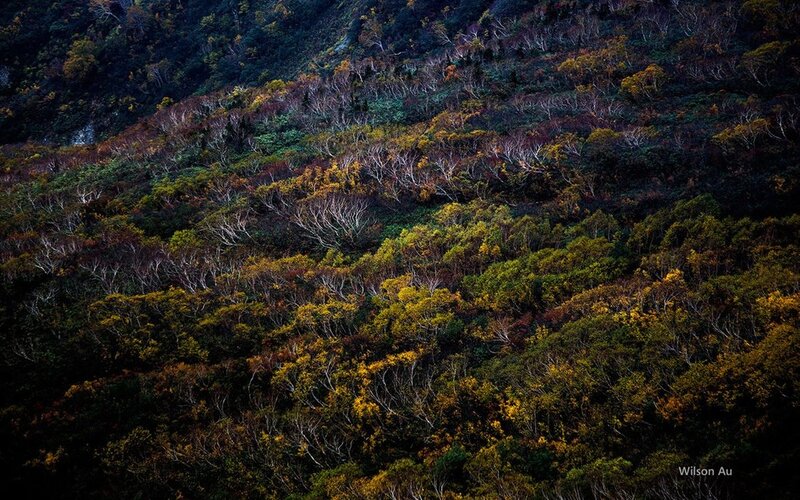 Autumn Forest on Hillside — Green, Serene, Photograph, Trees
