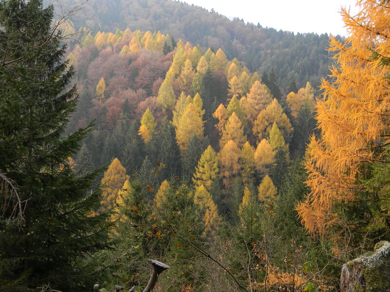 Autumn Forest on Hillside — Green, Serene