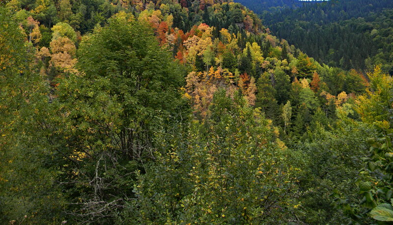 Autumn Forest on Hillside — Green