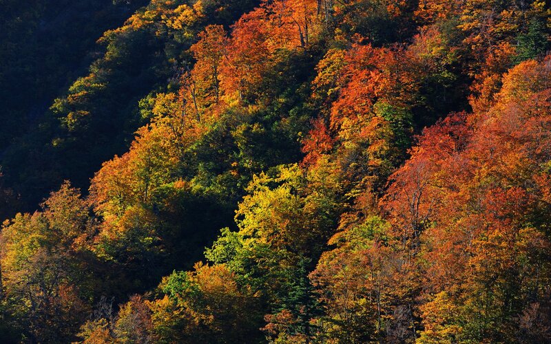 Autumn Forest on Hillside — Orange, Dramatic, Photograph
