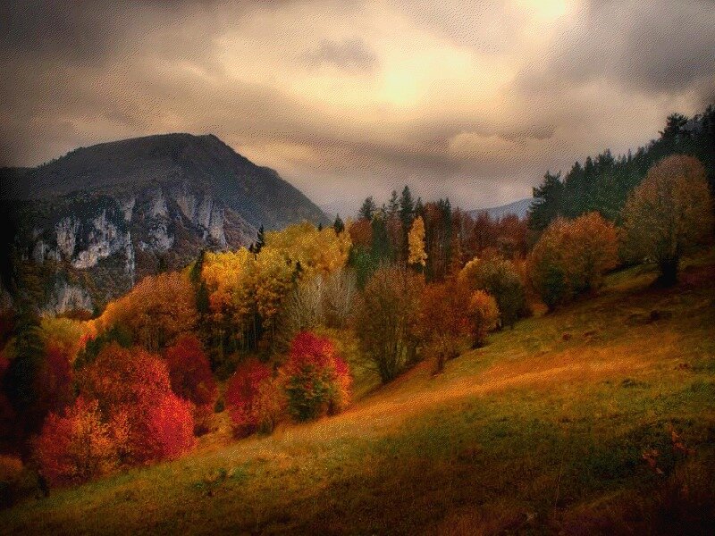 Autumn Forest on Hillside — Orange, Dramatic