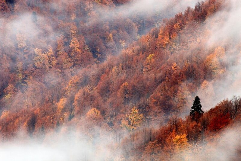 Autumn Forest on Hillside — Orange, Misty, Photograph