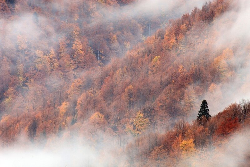 Autumn Forest on Hillside — Orange, Misty