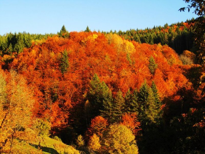 Autumn Forest on Hillside — Orange, Serene, Photograph
