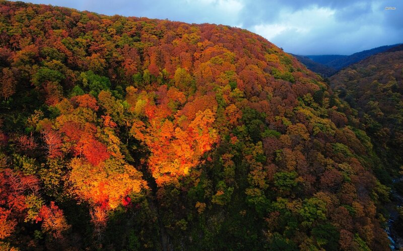 Autumn Forest on Hillside — Orange, Serene, Photograph, Trees, Mountain