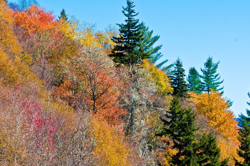 Autumn Forest on Hillside — Orange, Serene, Photograph, Trees, Sky, Hills