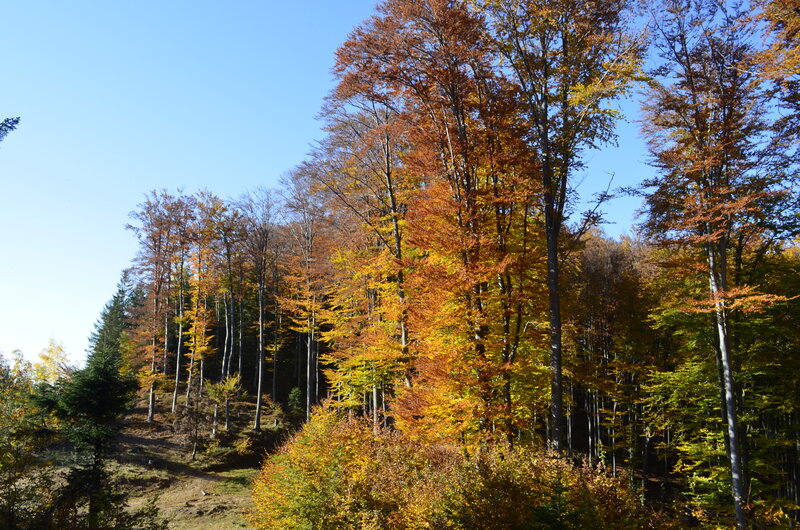 Autumn Forest on Hillside — Orange, Serene, Photograph, Trees, Sky