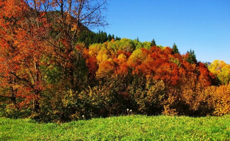 Autumn Forest on Hillside — Orange, Serene, Photograph, Trees