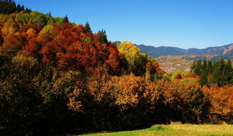 Autumn Forest on Hillside — Orange, Serene