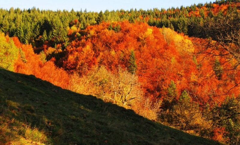 Autumn Forest on Hillside — Orange
