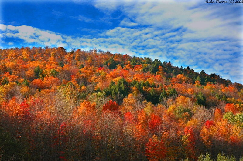 Autumn Forest on Hillside — Orange, Vibrant
