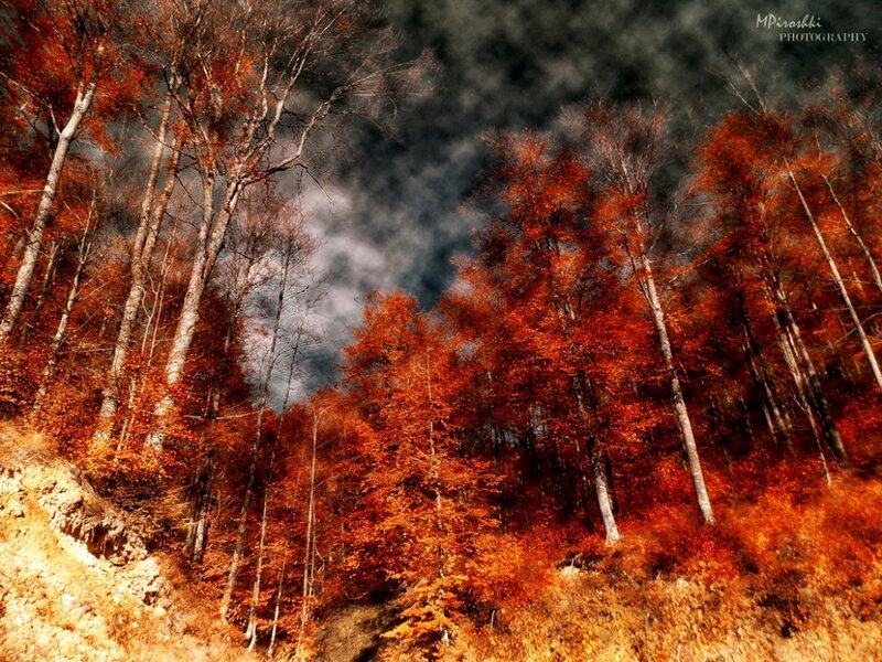 Autumn Forest on Hillside — Red, Dramatic