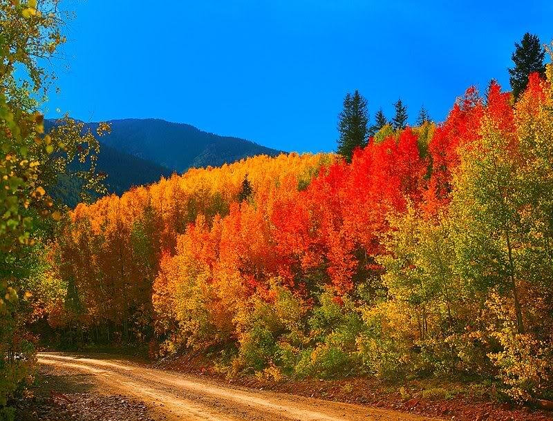 Autumn Forest on Hillside — Red, Serene, Photograph, Mountain