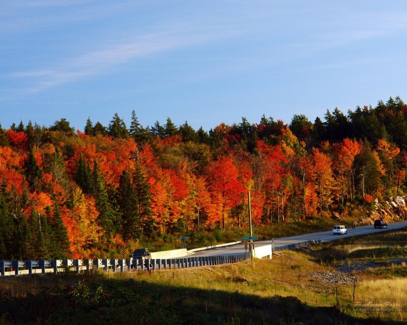 Autumn Forest on Hillside — Red, Serene, Photograph